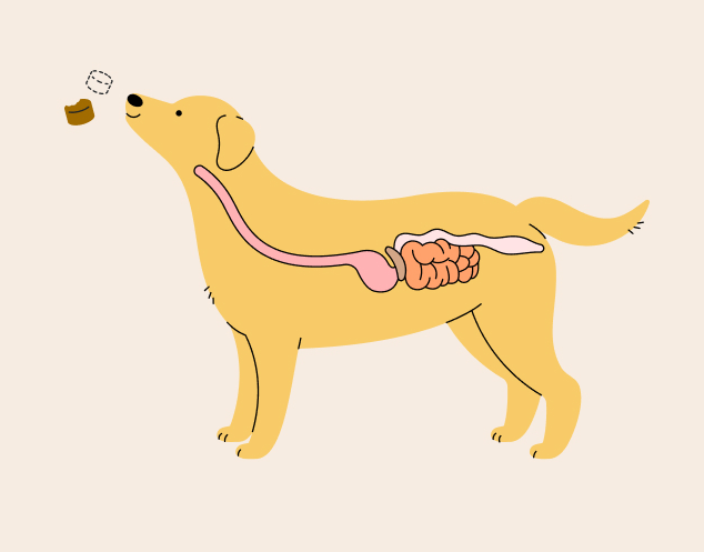 PUP WITH SENSITIVE TUMMY?